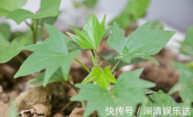 红薯地瓜|秋天剪下1根红薯藤，插盆土里，一个冬天吃不完，收获一茬又一茬