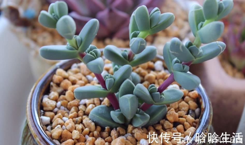 浇水|呼声最高的新人盆栽多肉，养殖期间注意此3点才不出问题