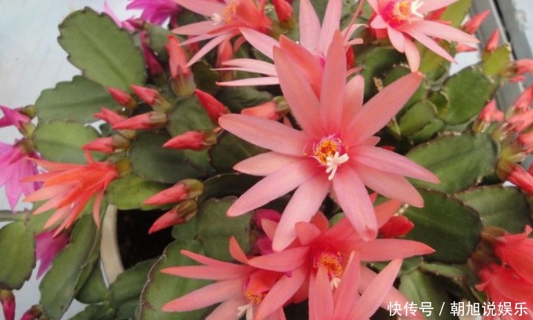 蟹爪|养了5年的蟹爪兰,竟发现是“假昙花”,比蟹爪兰漂亮100倍!