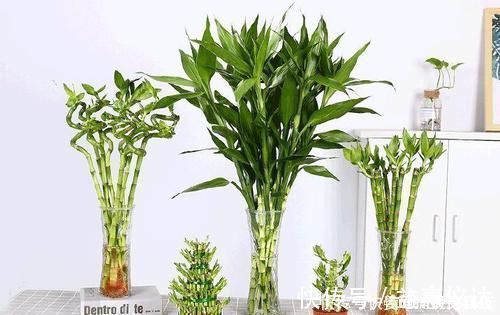 花卉|客厅摆上6种花，不仅养人还旺财，一听名字就是吉祥花