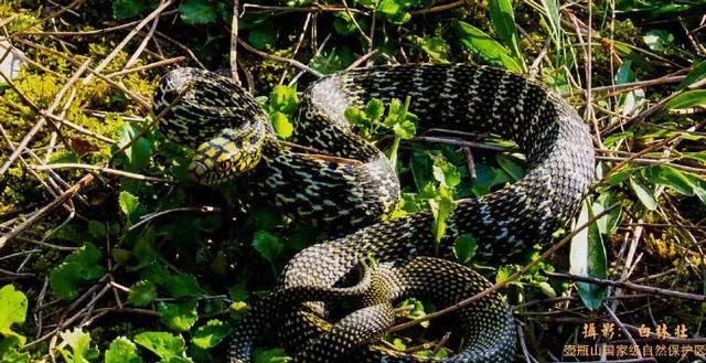 为什么五步蛇怕菜花蛇