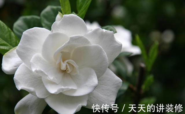 根结线虫病|养栀子花的日常,原以为是“夏日王者”,没想到却是个“娇娇女”