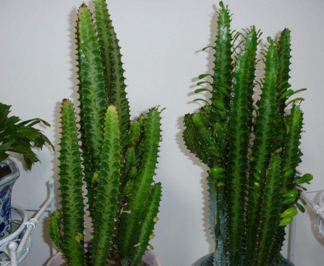 没人喜欢的2种“丑花”，殊不知，它能“吸甲醛”，越养越值钱！