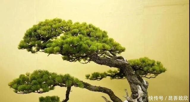 技巧|五针松盆景的6点养护技巧解析，知道了，养护五针松再也不发愁