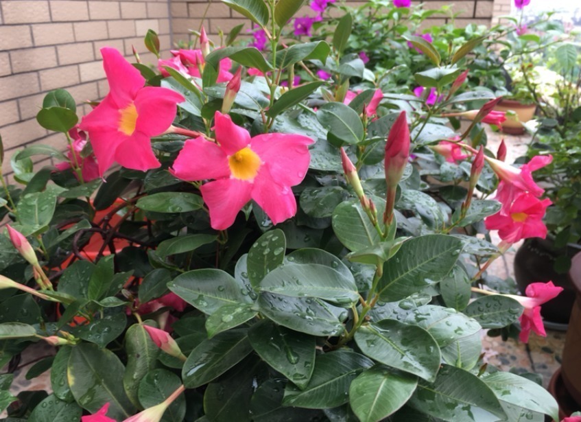 叶片|这花一开就是大半年,枝条沾土就活,种阳台长成花帘子!