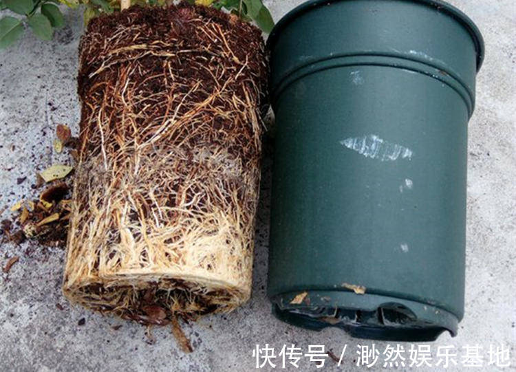 花苞|刚买的栀子花，养护“别大意”，一盆水浇下去，花苞全落地！