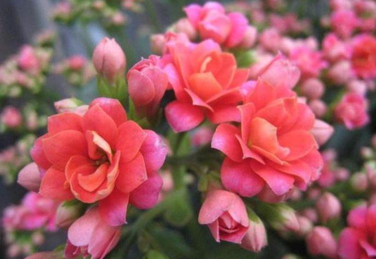 家养此款花卉,开花勤爱爆盆,一盆千百朵,枝头花苞满