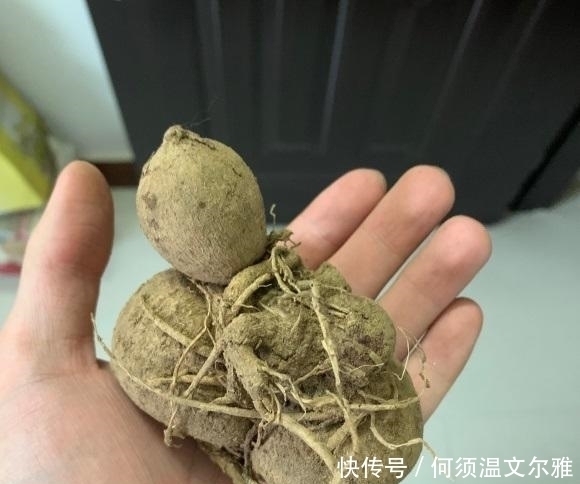 花盆|这2种花很漂亮,但是不能盆栽,千万别种错了,种到盆里不开花