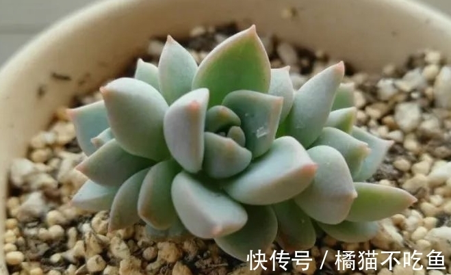 美美的大普货白牡丹虽容易相处,但使起性子来也格外刚烈