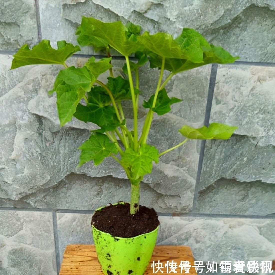 养这几种花太省事了，放在阳台晒太阳，少浇水还能开花