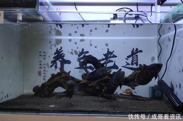 为什么迷你鹦鹉鱼成为公认的爆缸冠军，而其他观赏鱼就不行