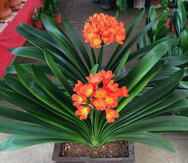 10种“吉利花”，“穷养”才能长大，越挤越壮实，越大越“旺家”