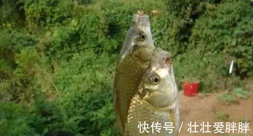 后泡|夏季野钓鲫鱼,麦粒这样用,小鱼闹窝也能钓到大板鲫!