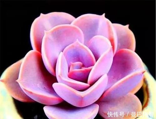 10款紫色系多肉 每一款都浪漫好养 养一盆 紫气东来 粉紫色 10款紫色系多肉 每一款都浪漫好养 养一盆 紫气东来 粉紫色