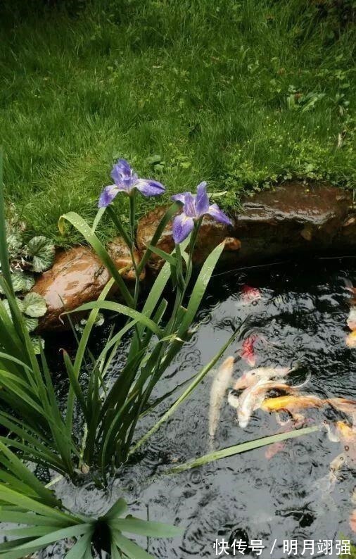 4种花“嗜水如命”,一刻也不能断水,缺了就蔫,看看你家有吗!