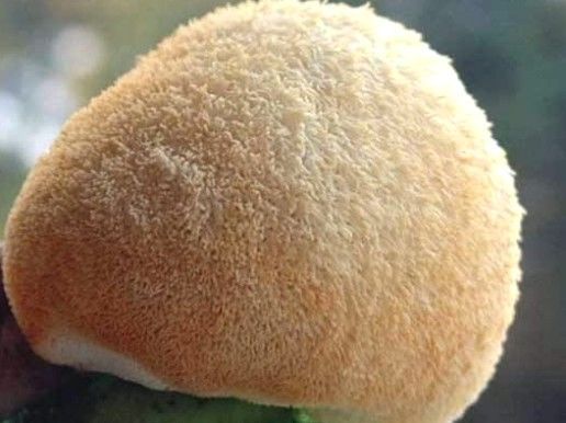 失血性休克胶缺血性脑|女性想要皮肤好常吃3种食物,排毒养颜、延缓衰老,早吃早好