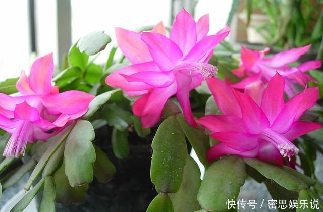 仙客来|被称为“夏必死”的8种花,我却喜欢买一些,因为能“省”不少钱