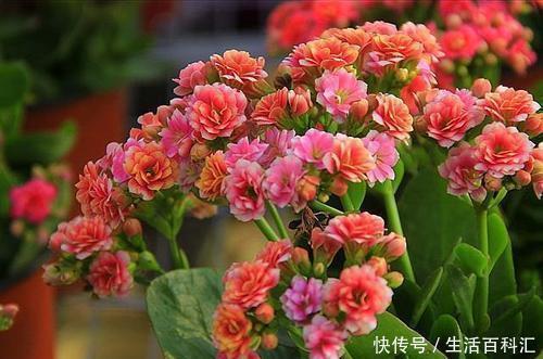 金钟|忘了绿萝、吊兰吧,换上3种花,好看又好养,是家庭盆栽佳品