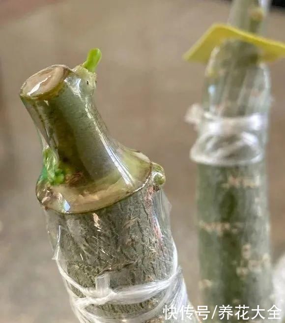 嫁接|养了30年的玉树，扦插开出9色花，快来沾沾喜气