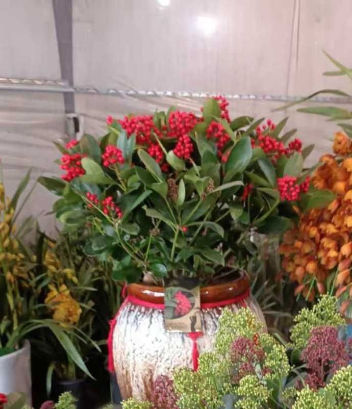 直播杭州新春花市什么最香，哪种年宵花最受宠，小时新闻带你逛