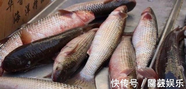 养鱼大爷说漏嘴:这4种鱼毒素堆积太多,买来浪费钱,吃了伤身体