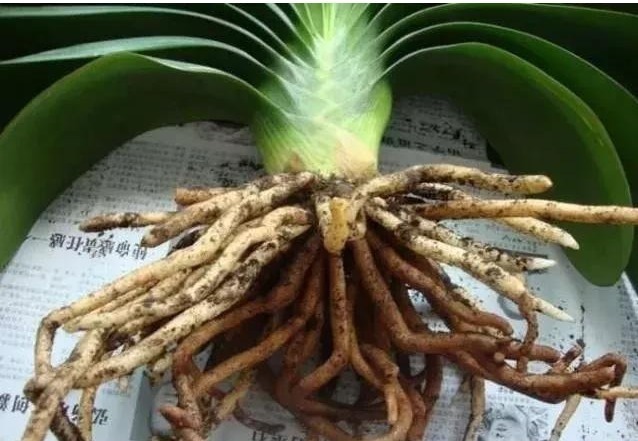 根系|君子兰快死了别着急,小药片有大作用,用上一片轻松解决难题!