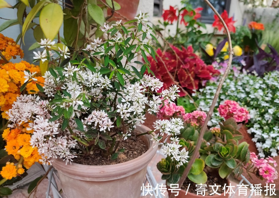 植物|养花最“坑人”的妙招，老花匠都不敢用，养花新手一定别尝试