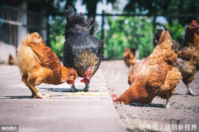 肠黄|老兽医60种常见中草药“一药一功效”汇总,建议养鸡人看看