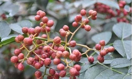 想長壽得會(huì)吃,常吃3種食物,寒氣消散,活血化瘀,增強(qiáng)免疫力