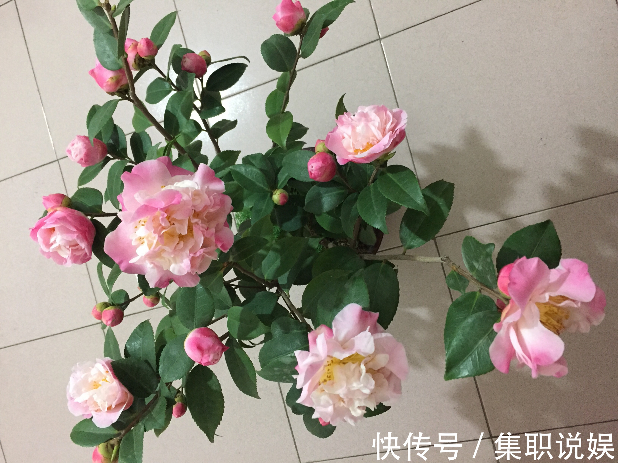 最好养的山茶花，花期长，香气浓郁，南方北方都能养，适合新手