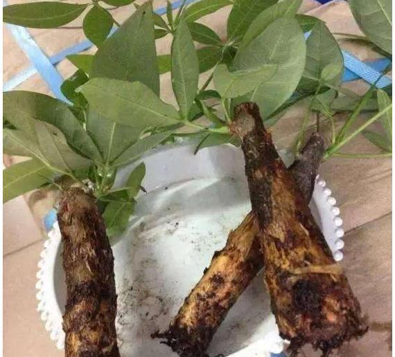 死亡原因|快死的发财树,茉莉花怎么办,学会此样做,轻松让它起死回生