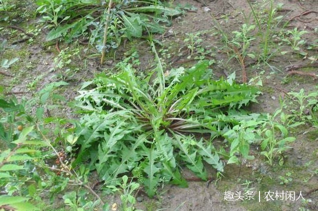 热毒症|农村常见的“苦碟子”深受推崇,食用益处多,其叶花可除雀斑