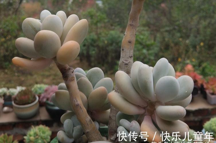 肉友|栽种多肉先放土还是“肉”?貌似很简单的问题,但却有很多小技巧