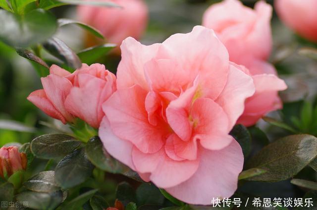 “难养”花草名单已公布,是有些花友的最爱,劝你早放弃