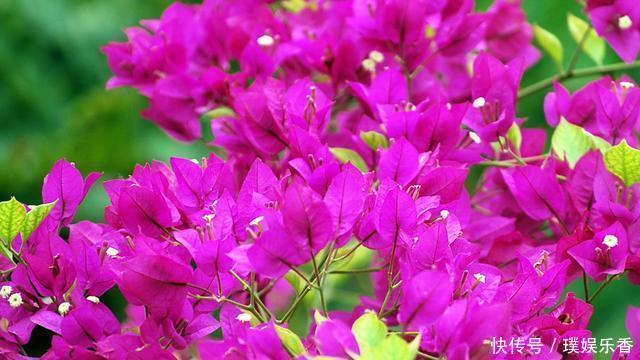 三角梅开花越来越少，是“它”在作怪，盆里撒1把粪，下次开爆盆