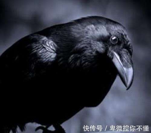 以前乌鸦遍地飞,现在怎么一只乌鸦都见