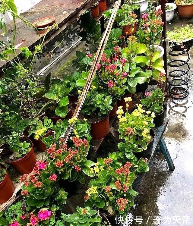 花盆|长寿花有“4喜3怕”,避开小坑,快速开花一大片,太省心了