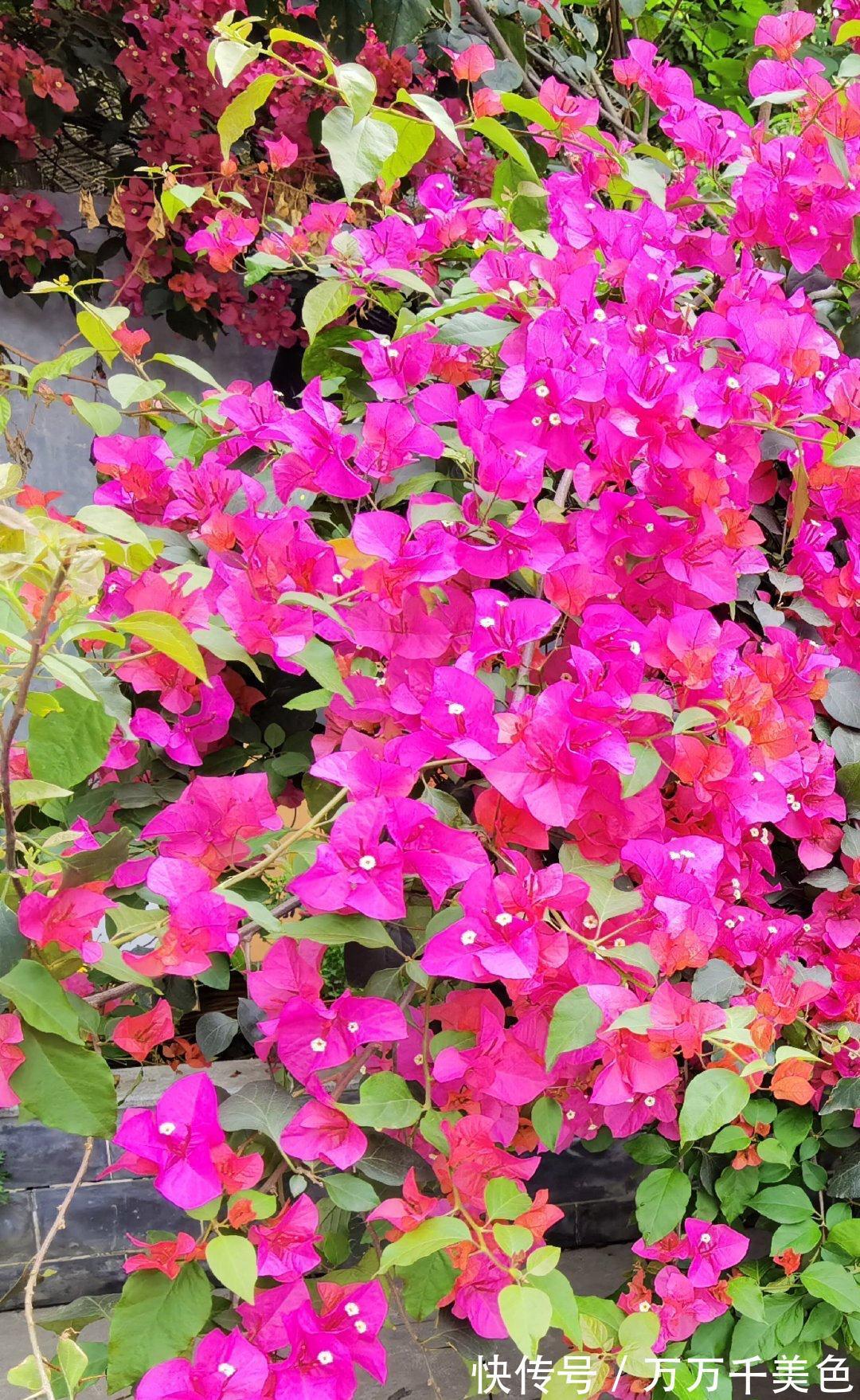 阳台养好三角梅，“3样”不能少，枝叶繁茂、朵朵花儿开鲜艳漂亮