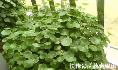 匍匐茎|妈妈养铜钱草年年用这1招,养出来的铜钱草爆满盆,叶子比手掌大