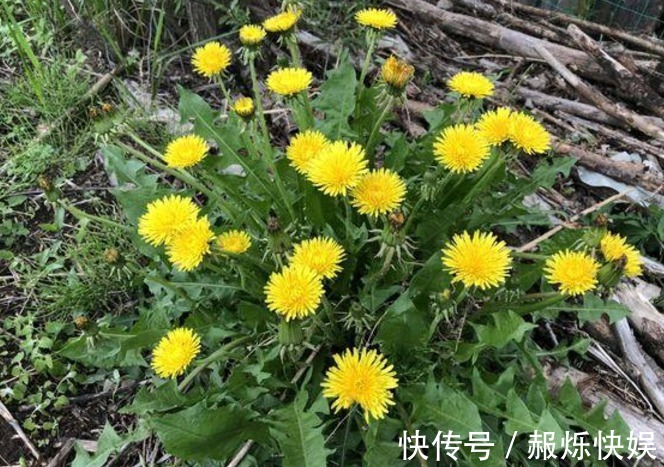 蒲公英|自己晒的蒲公英喝着放心老中医再次提醒,答案或和你想的不一样