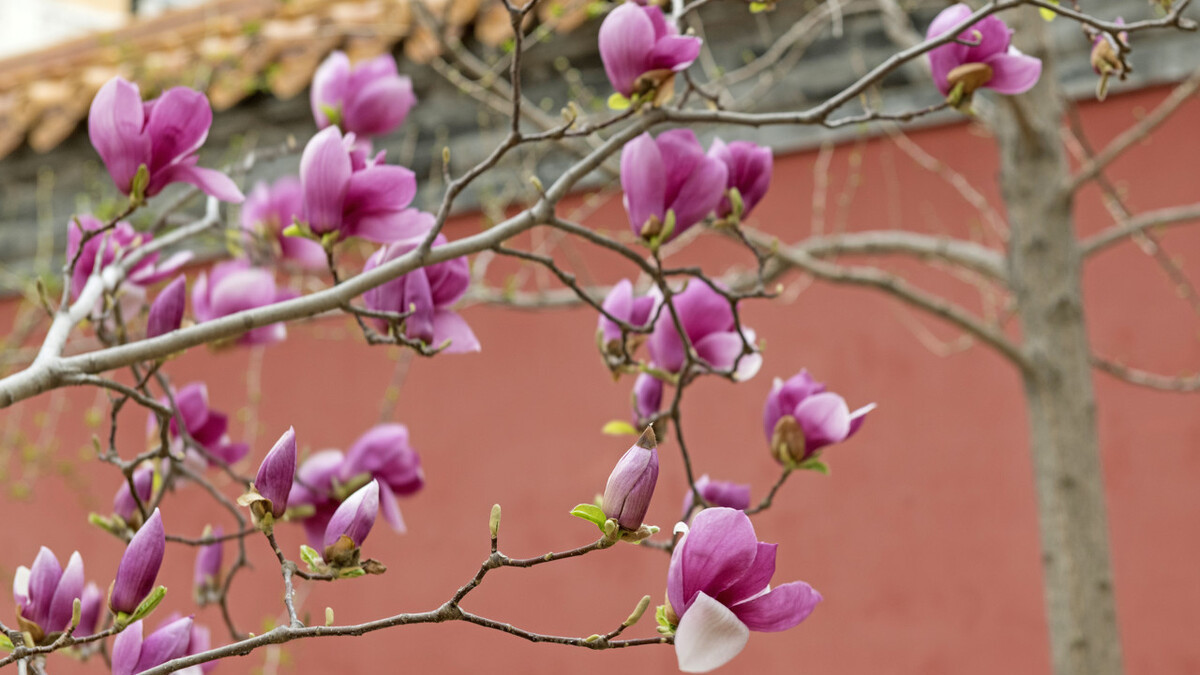 颜值担当|想要打造“高级”花园,春天种上“4种花”,颜值高,爱开花