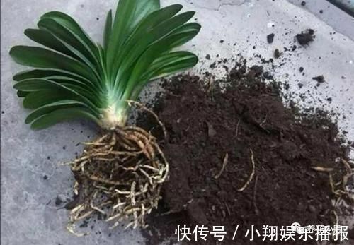 君子兰烂根又黄叶,因4个方面没做好,应及时改正养护方法