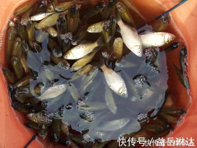 鲫鱼|除了单打独斗，蓝鲫搭配这几种饵料，渔获能翻倍，皇禾渔具