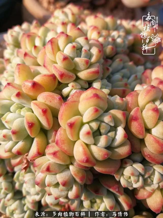 养多肉如同种下希望，因为美丽总在下一个季节！
