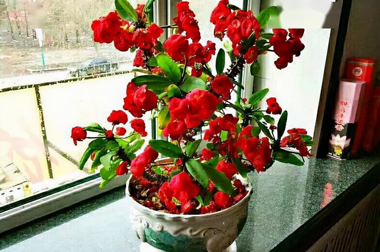 四种皮实花，观赏价值高，还寓意吉祥，能净化空气，值得拥有