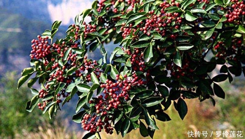 爱情|椒房之宠：品《诗经》《楚辞》，看花椒在古代爱情中的美好意义