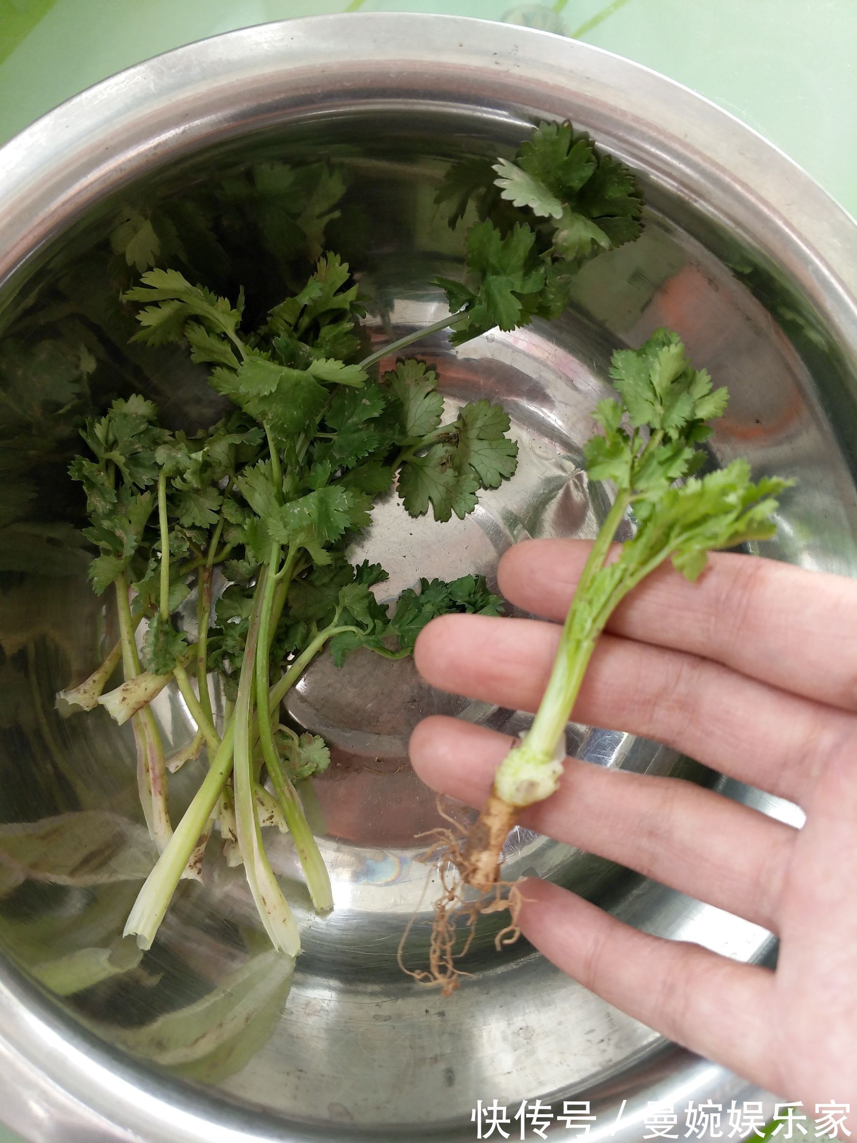 菜根|4种“小菜根”,吃完不要扔,埋在花盆里,半个月又长出新蔬菜