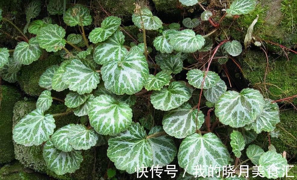生命力|石缝里的植物，好多人没见过，若有幸遇见，就珍惜吧