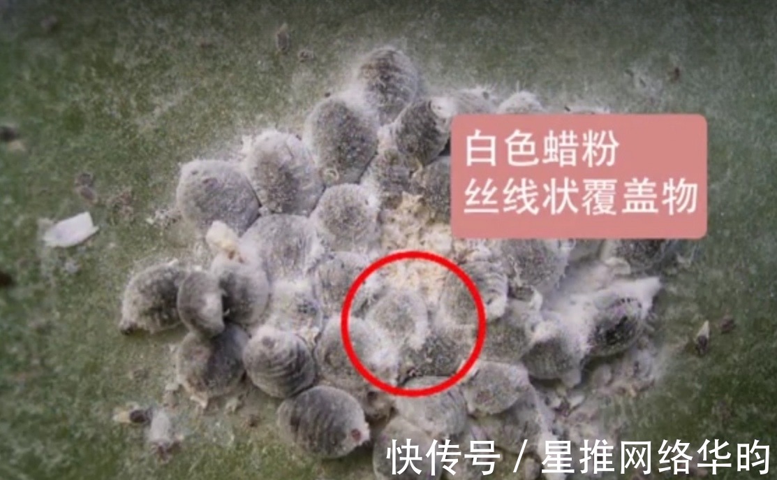 口红|女生用的口红竟然是用虫子做的!