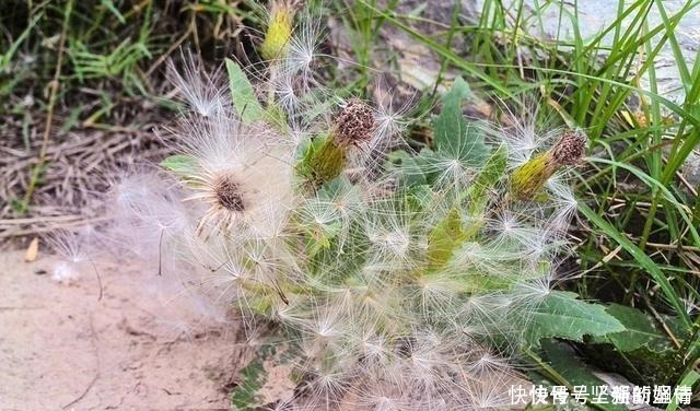 野草|1种最被低估的野菜，曾是穷人“救命菜”，如今沦为杂草